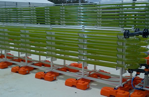 Solar Biofuels
